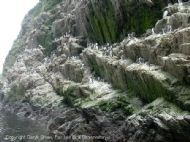 Seabird City